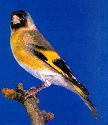 FOTO PAJARO MIXTOS CANARIO foto pajaro mixtos canario: